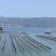 霞浦挂晒干海带