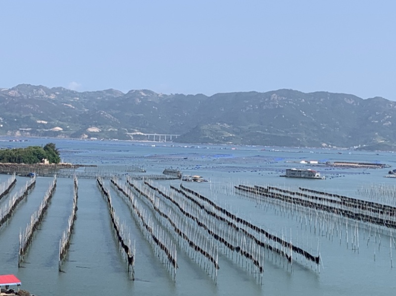 霞浦挂晒干海带