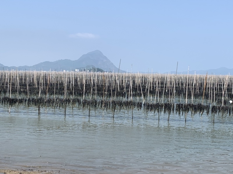 霞浦挂晒干海带