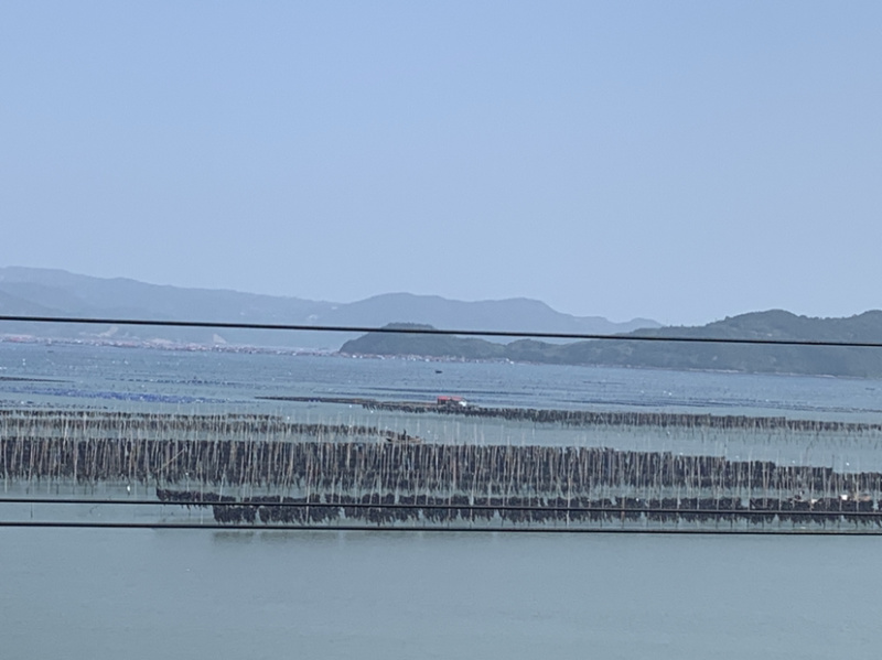 霞浦挂晒干海带
