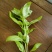 罗勒荆棘香草