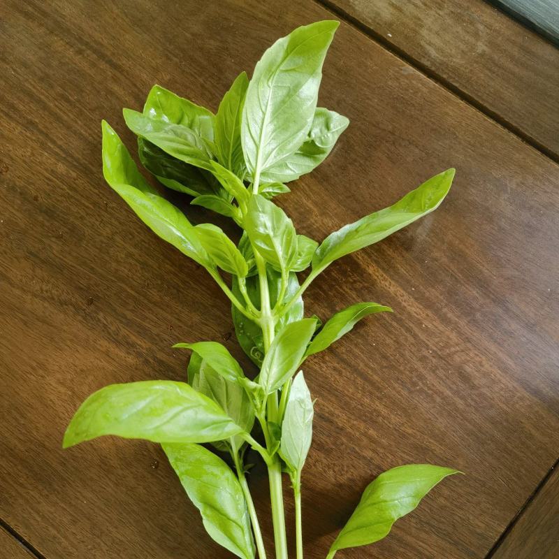 罗勒荆棘香草
