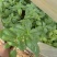 罗勒荆棘香草