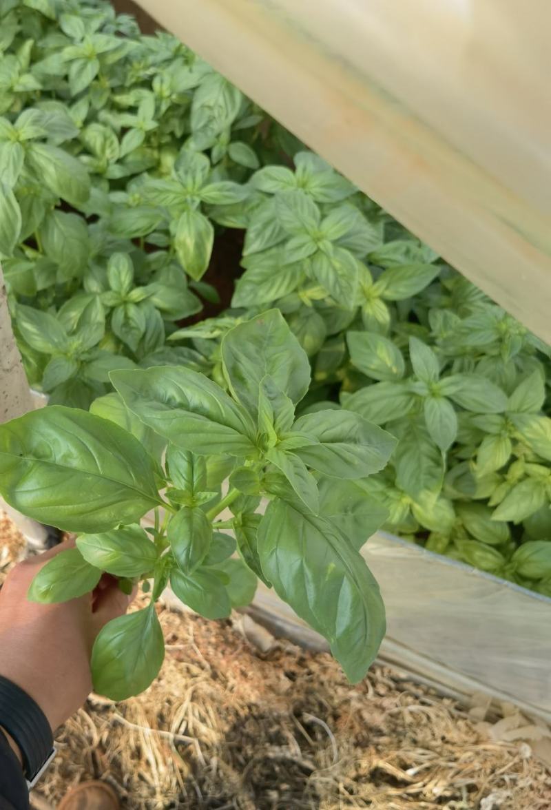 罗勒荆棘香草
