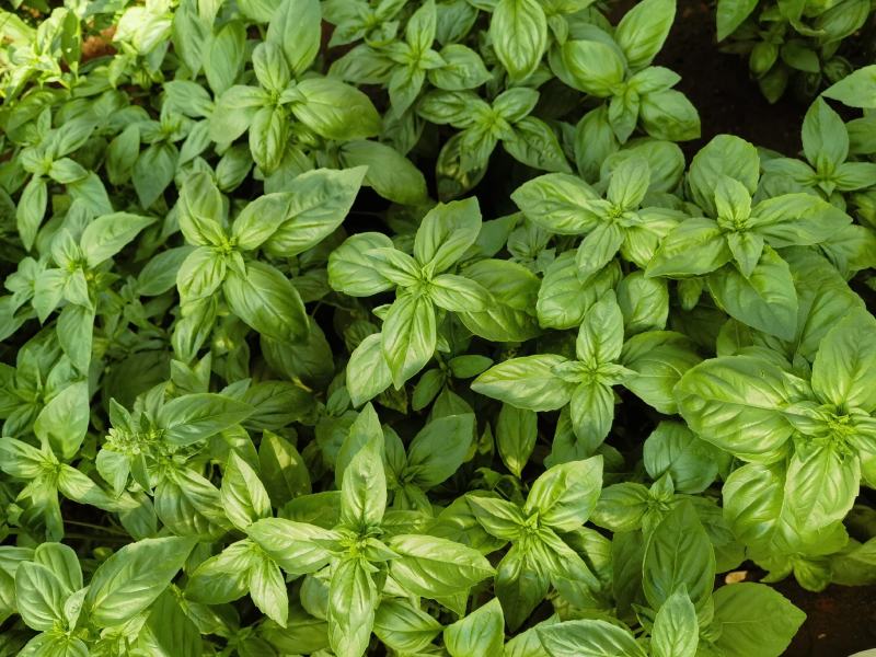 罗勒荆棘香草