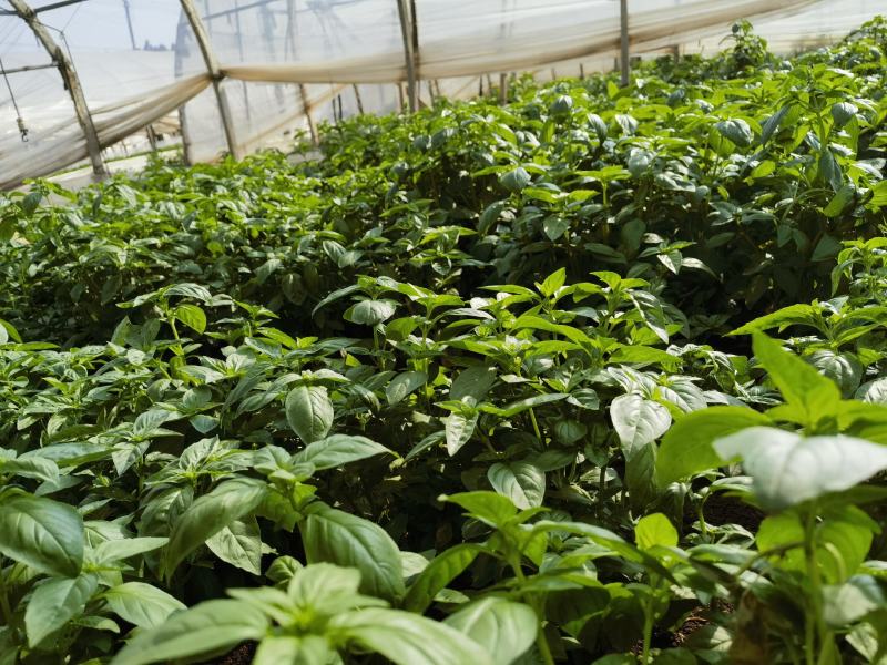 罗勒荆棘香草