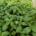罗勒荆棘香草