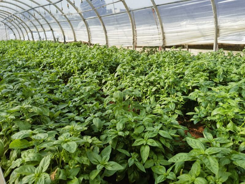 罗勒荆棘香草