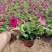 【牛商】牵牛花青州矮牵牛苗圃直发货源充足可视频看