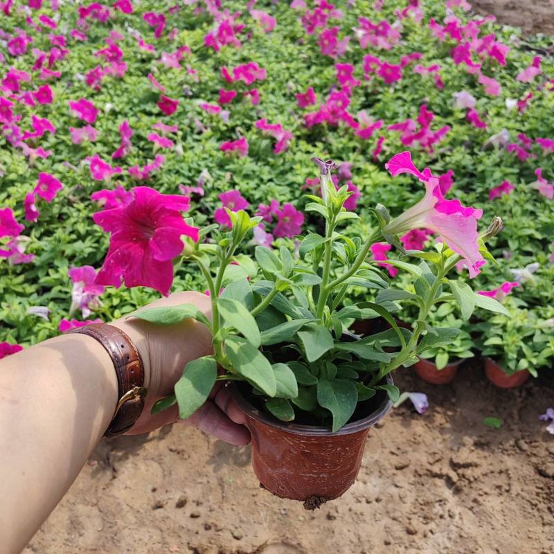 【牛商】牵牛花青州矮牵牛苗圃直发货源充足可视频看