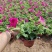 【牛商】牵牛花青州矮牵牛苗圃直发货源充足可视频看