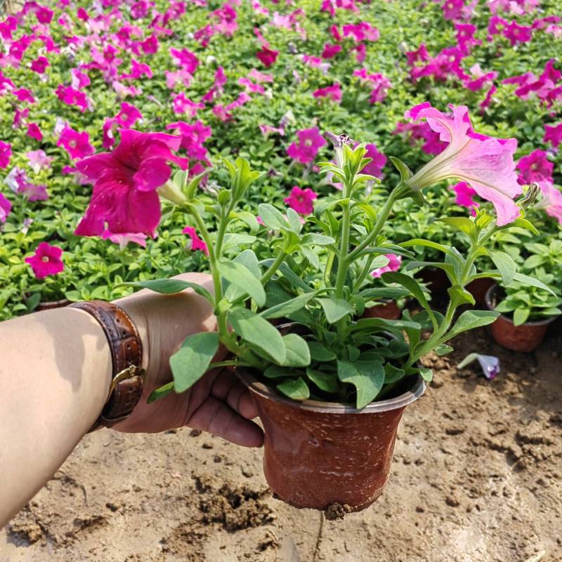 【牛商】牵牛花青州矮牵牛苗圃直发货源充足可视频看