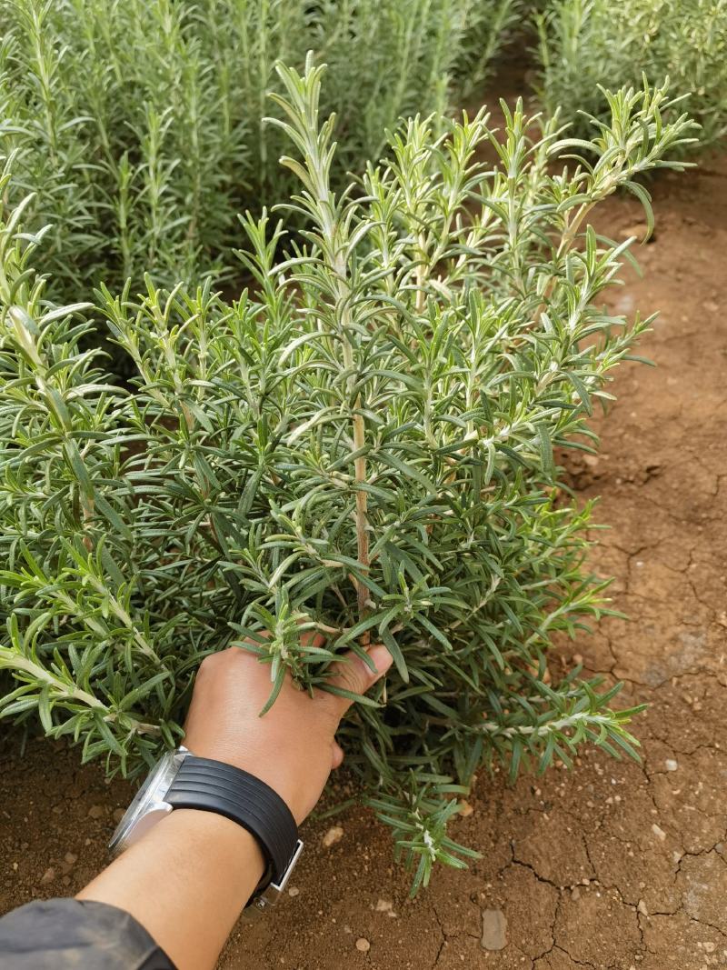 迷迭香香草香料