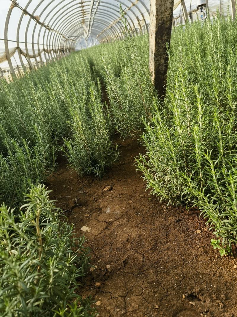 迷迭香香草香料