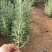 迷迭香香草香料