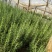 迷迭香香草香料