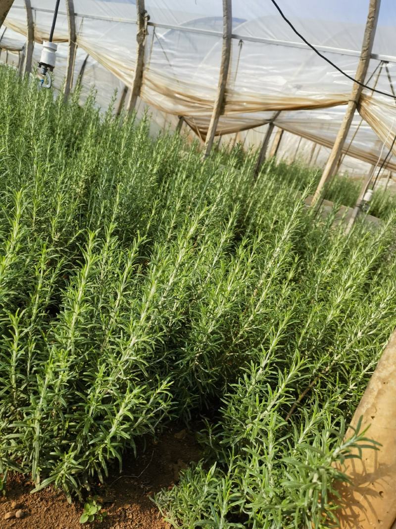 迷迭香香草香料
