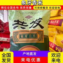 广西大米贺州象牙香米产地直供货源充足欢迎老板来电咨询订购