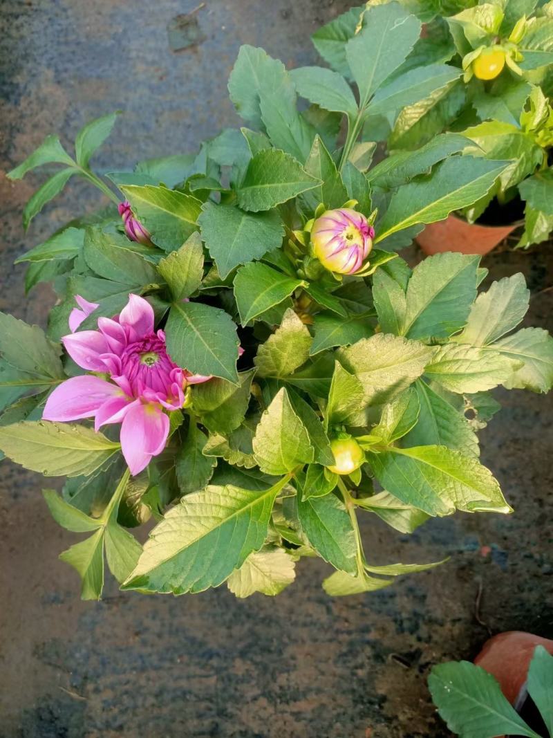 大丽花，基地直销，常年销售各种绿化苗木。