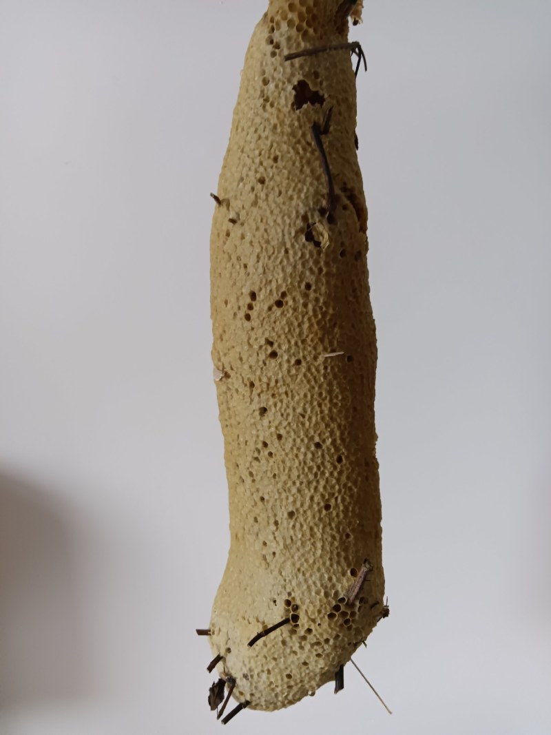 土蜂蜜
