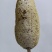 土蜂蜜