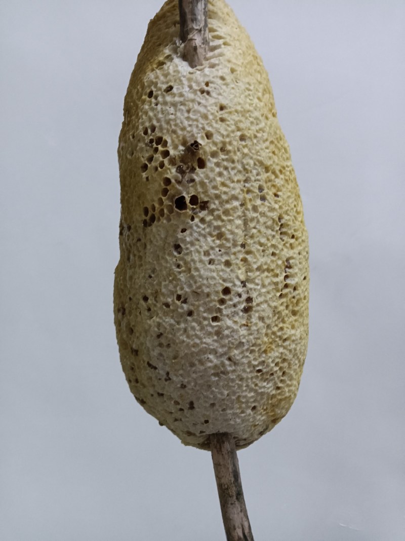 土蜂蜜