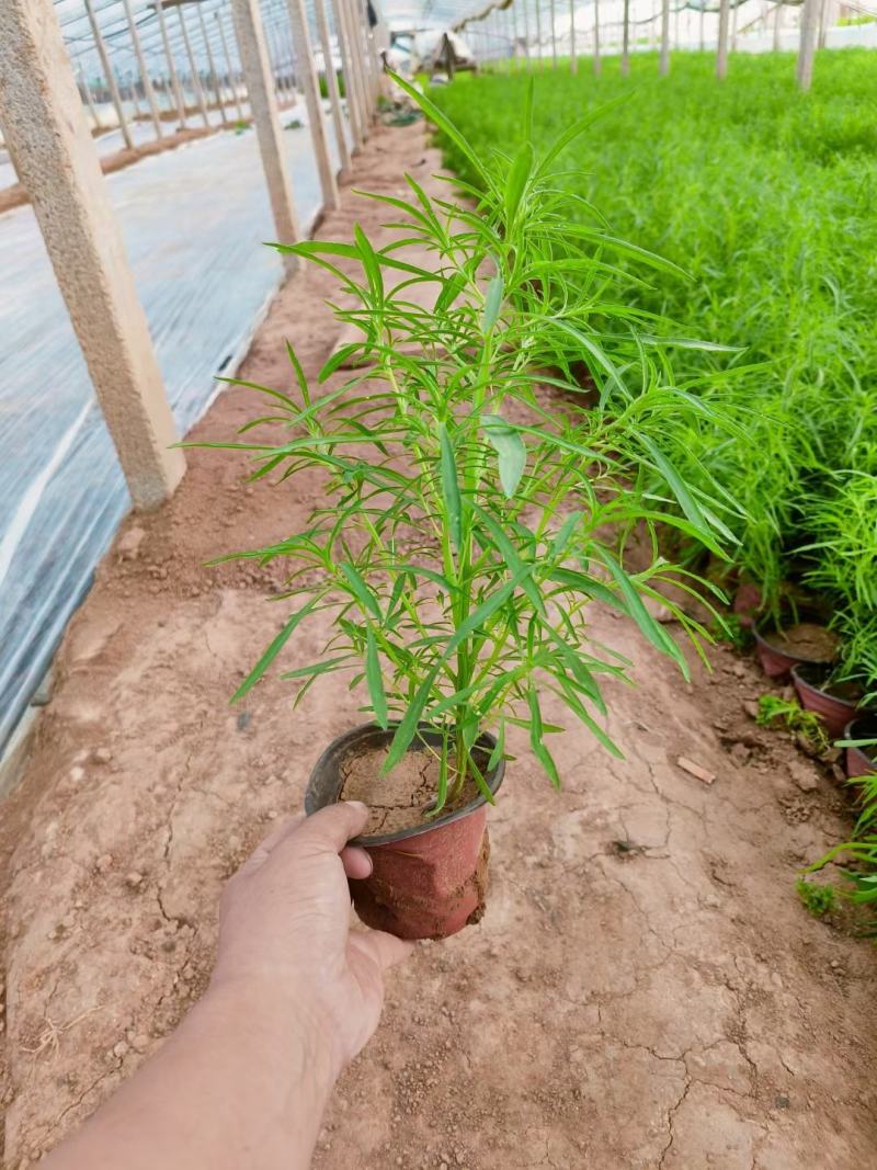 落新妇基地常年销售各种绿化苗木。