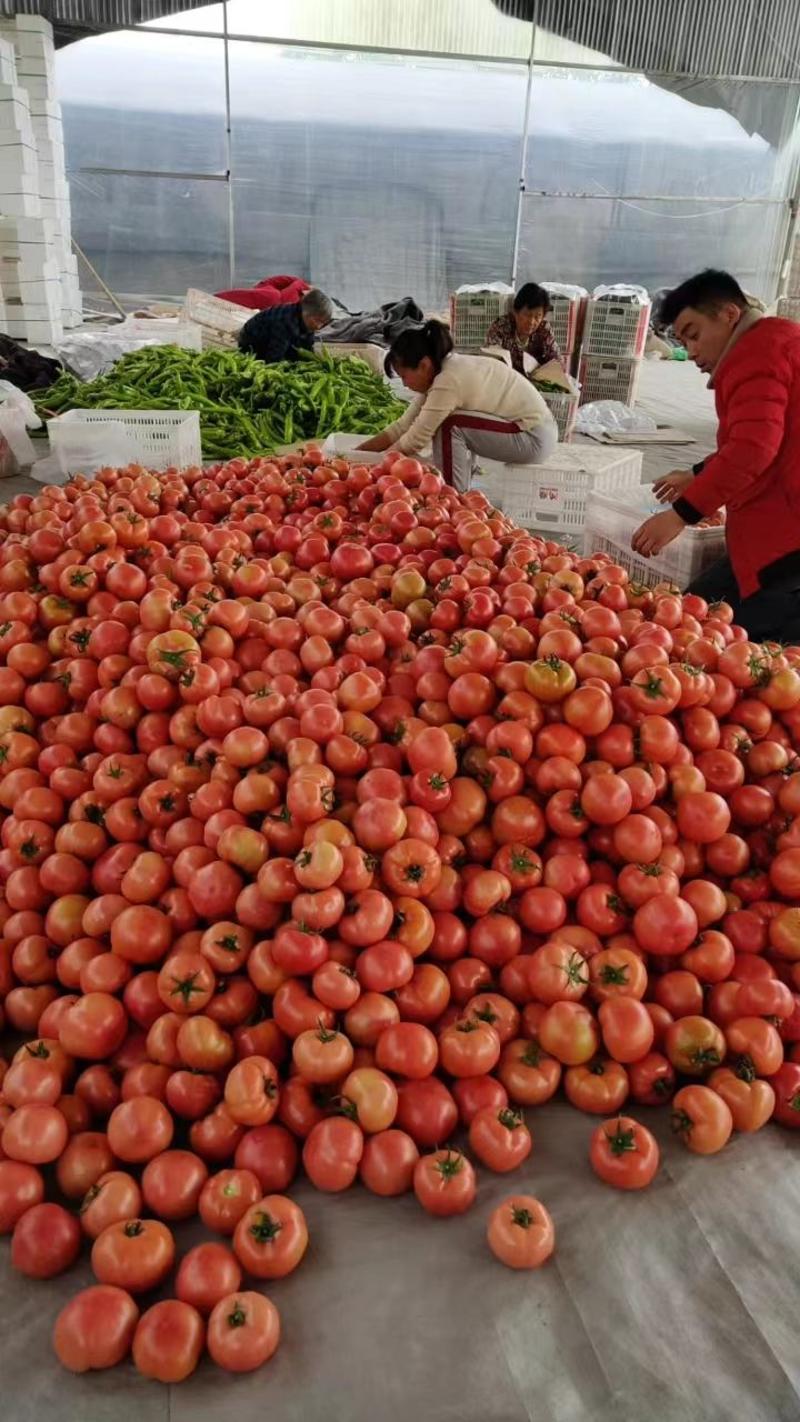 山东潍坊西红柿番茄硬粉西红柿产地直发专业代办