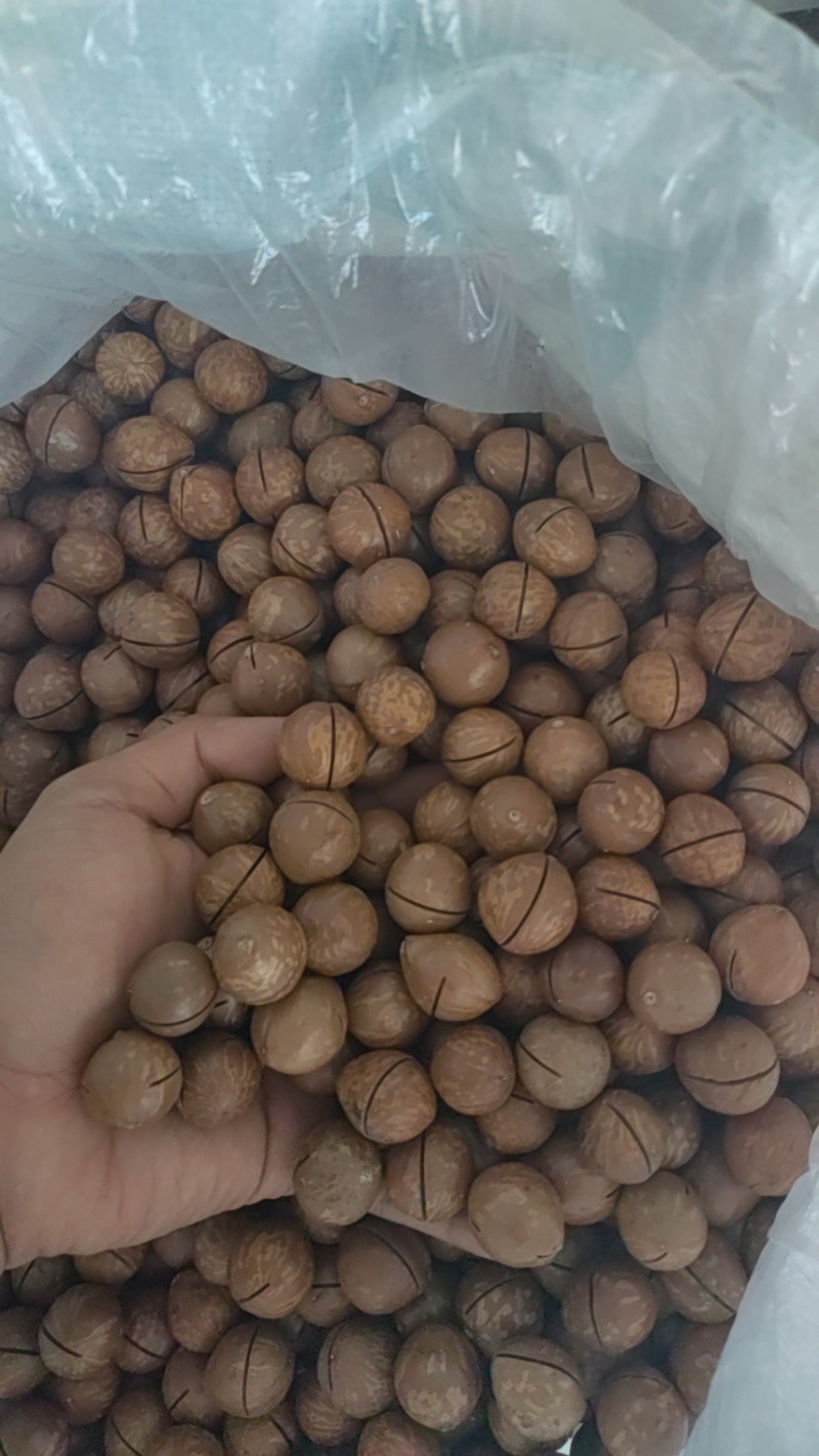 夏威夷果中果20-23mm