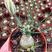 香水兰开花仙人球稀有品种块根类多肉植物冷门室内多肉植物
