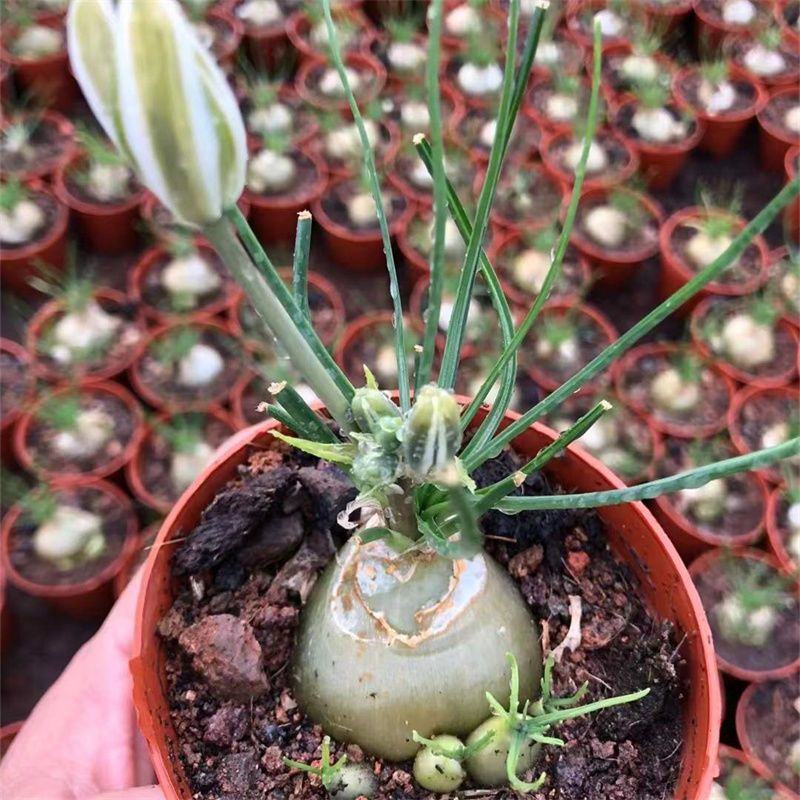香水兰开花仙人球稀有品种块根类多肉植物冷门室内多肉植物