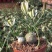 香水兰开花仙人球稀有品种块根类多肉植物冷门室内多肉植物