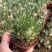 香水兰开花仙人球稀有品种块根类多肉植物冷门室内多肉植物