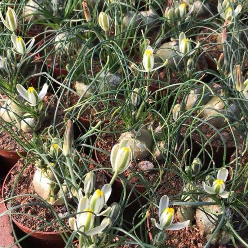 香水兰开花仙人球稀有品种块根类多肉植物冷门室内多肉植物