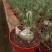 香水兰开花仙人球稀有品种块根类多肉植物冷门室内多肉植物
