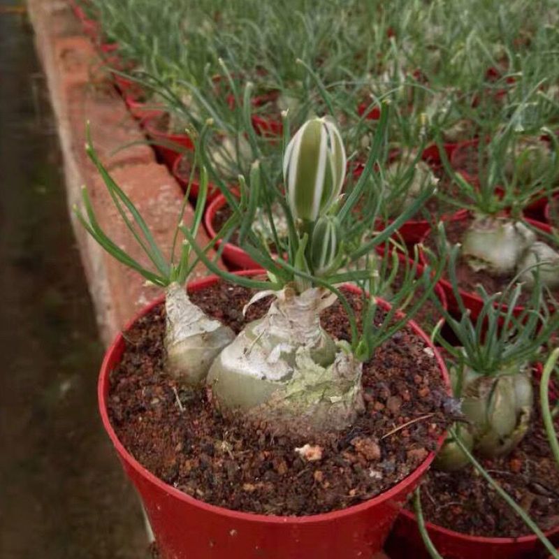 香水兰开花仙人球稀有品种块根类多肉植物冷门室内多肉植物