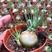 香水兰开花仙人球稀有品种块根类多肉植物冷门室内多肉植物