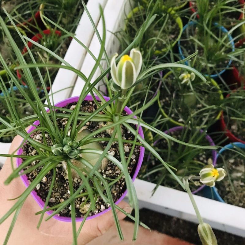 香水兰开花仙人球稀有品种块根类多肉植物冷门室内多肉植物