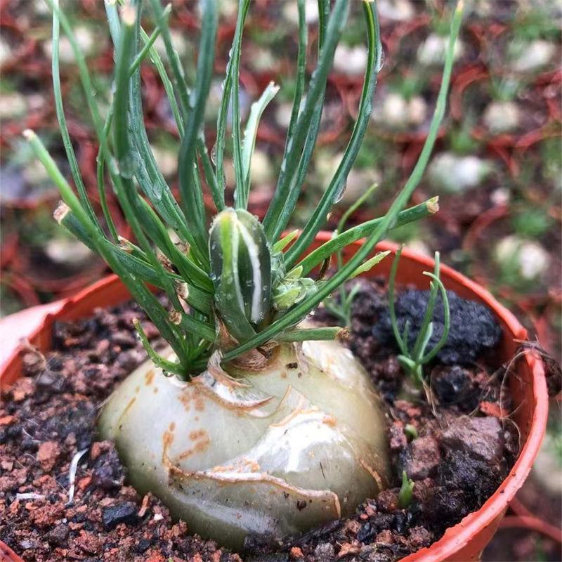 香水兰开花仙人球稀有品种块根类多肉植物冷门室内多肉植物