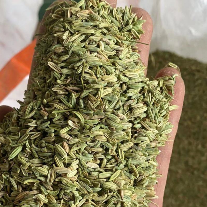 山东精品小茴香品质货源产地直发对接餐饮工厂欢迎电联