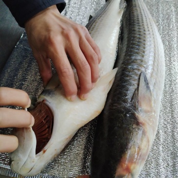 鲻鱼，批发价