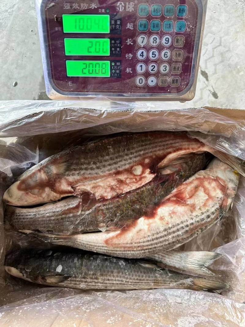 鲻鱼，批发价