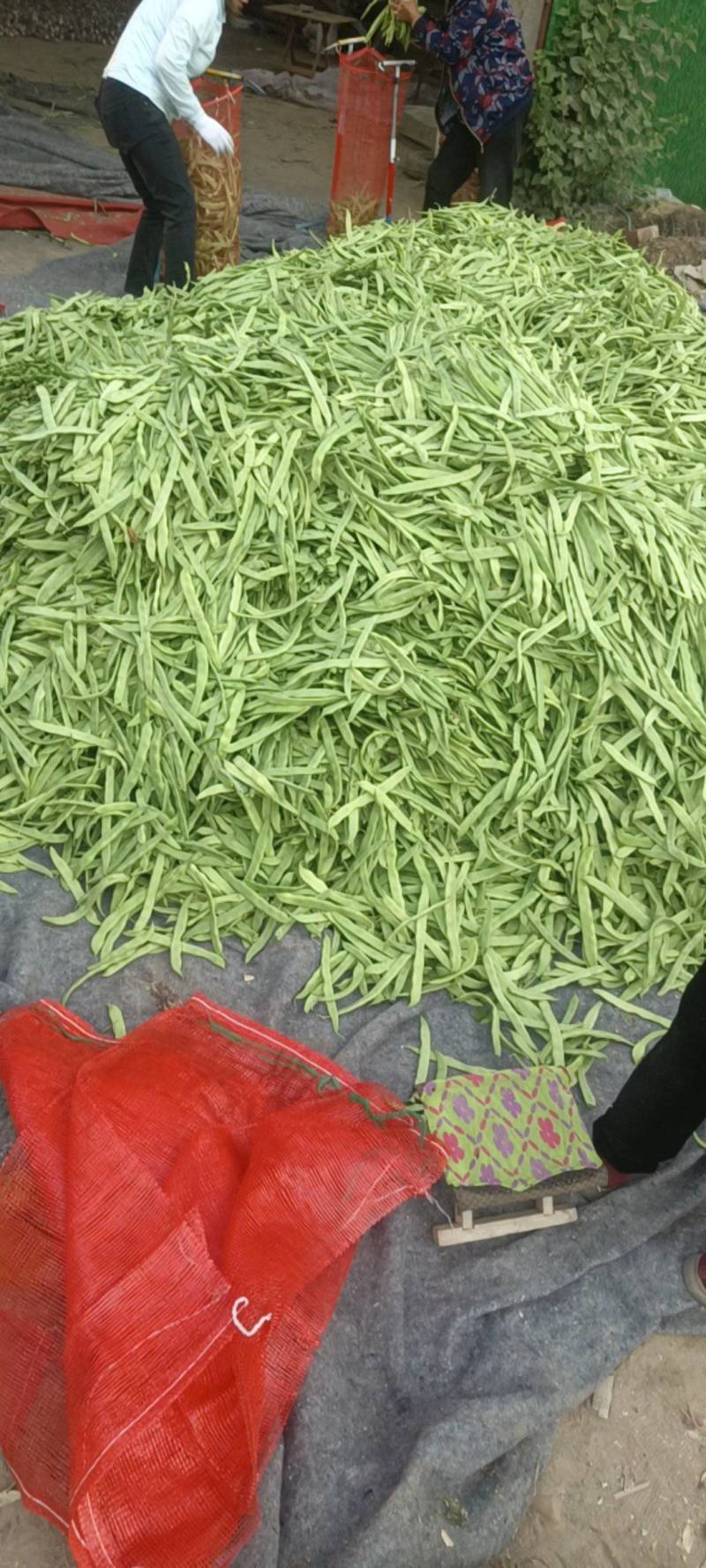 商河芸豆大量有货电商货