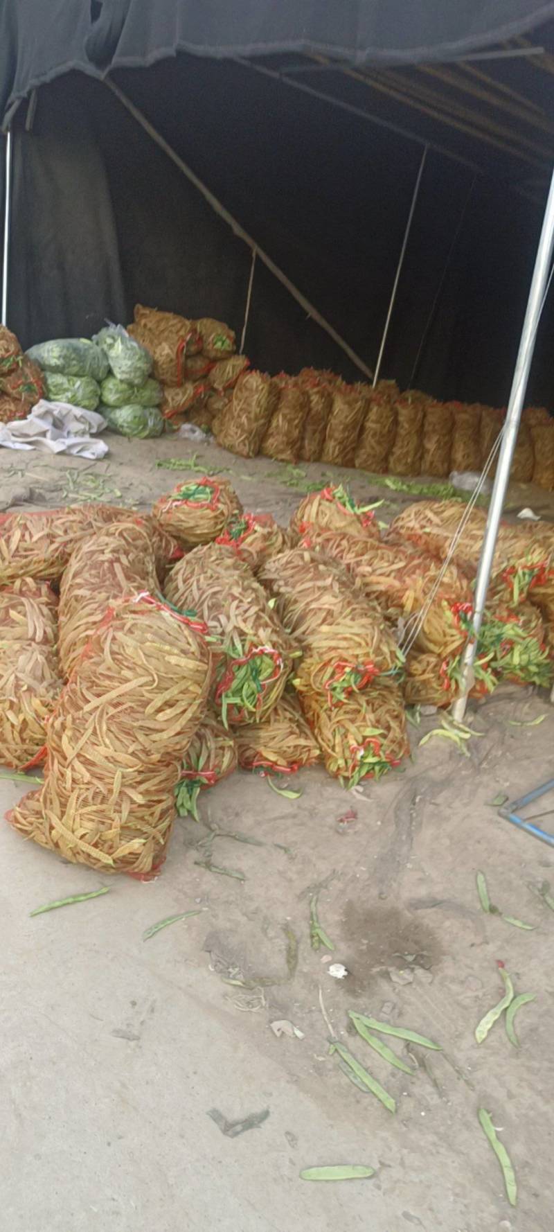 商河芸豆大量有货电商货