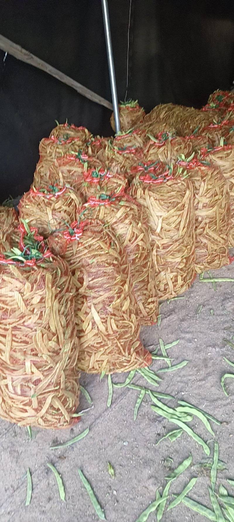 商河芸豆大量有货电商货