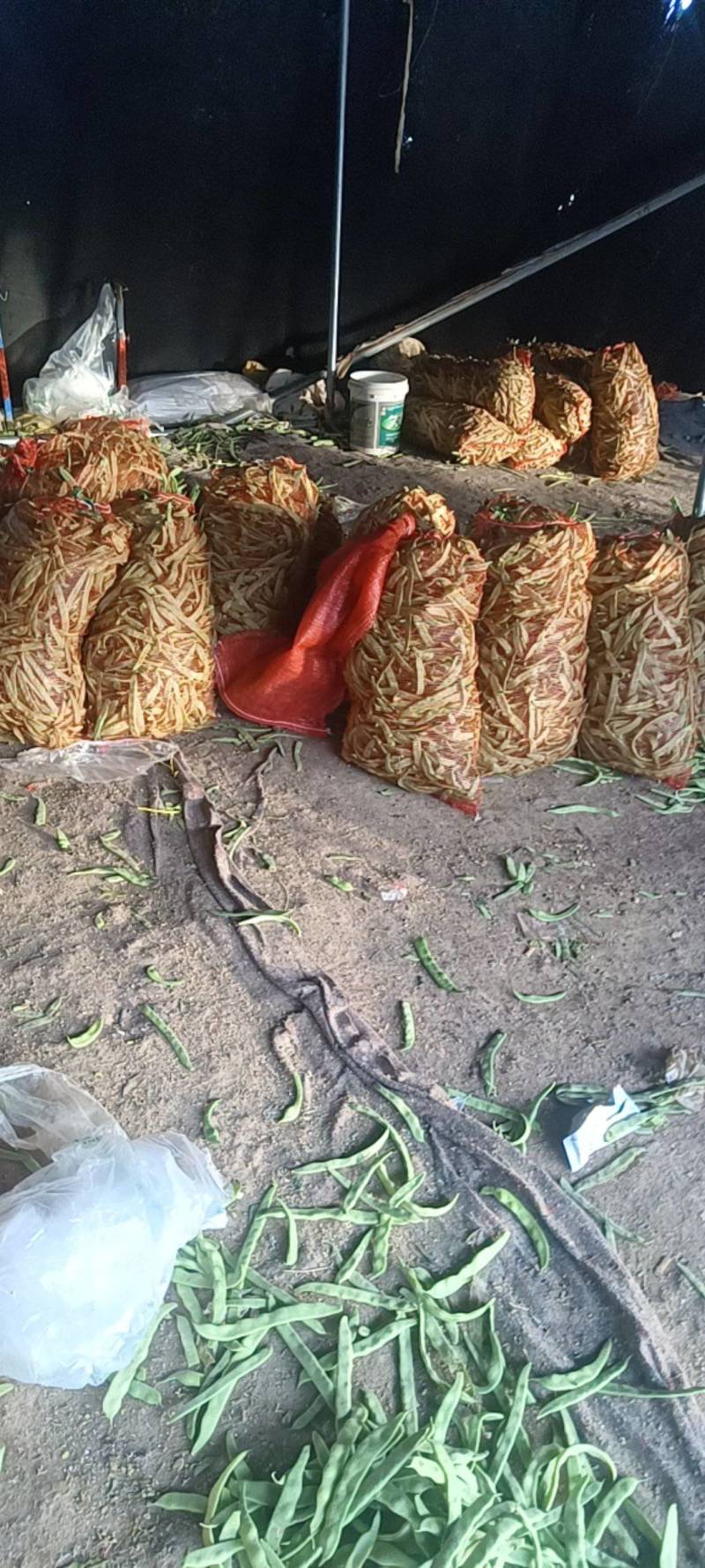 商河芸豆大量有货电商货