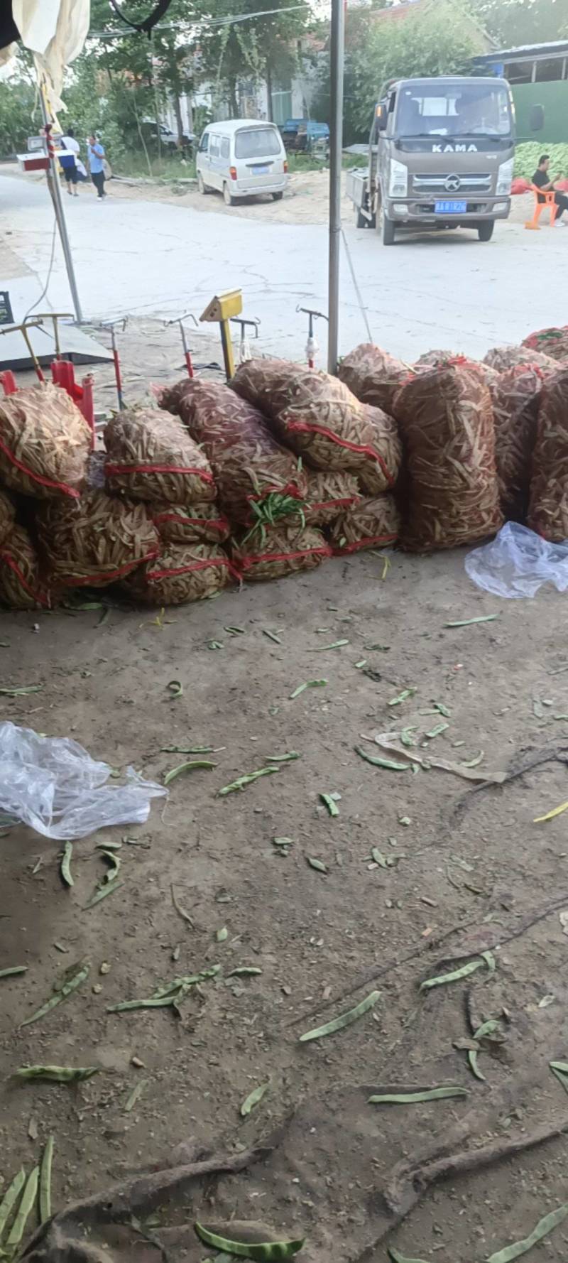 商河芸豆大量有货电商货