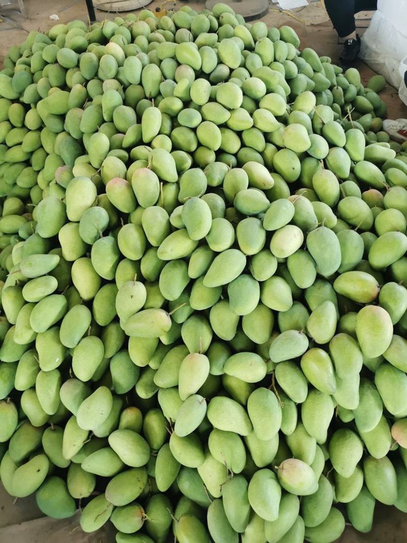 【小台芒】云南元谋芒果大量上市中产地鲜货直发量大从优