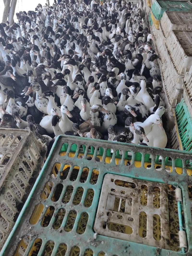 广东精选黑番鸭养殖基地货源充足保质保量供应全国