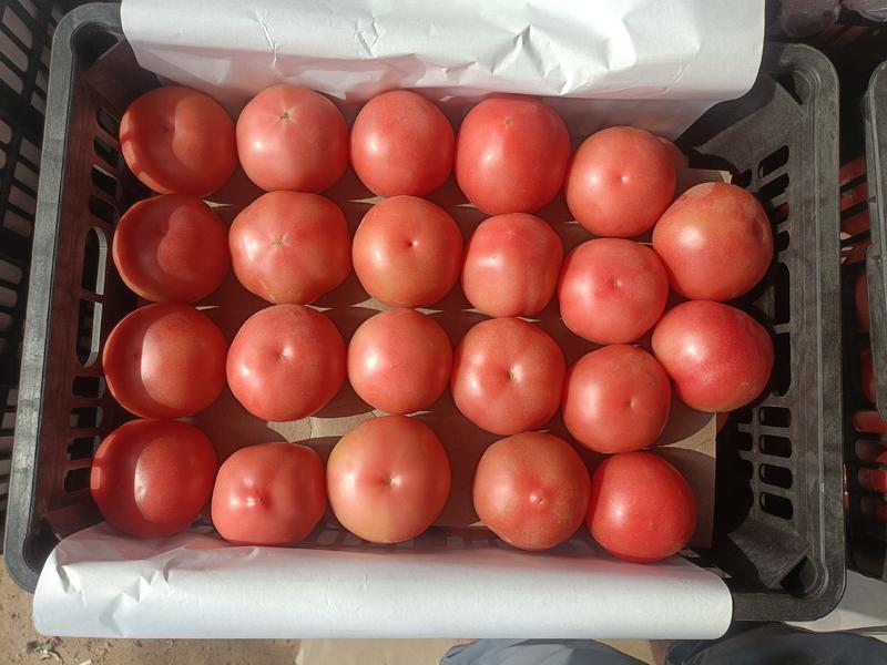 精品硬粉大西红柿，品质保证，产地直发！商超，市场，电商！